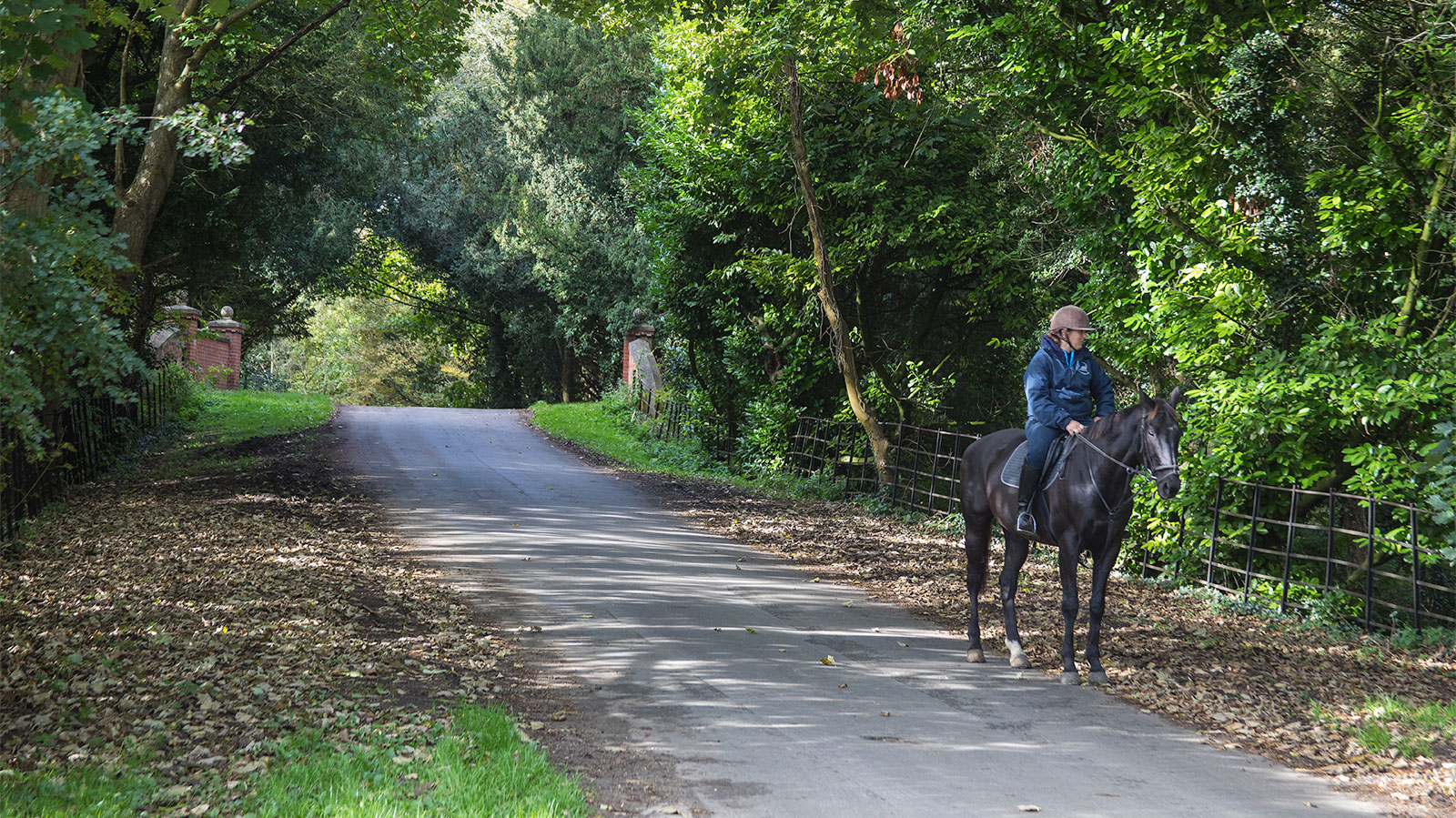 Horse on Farm Track